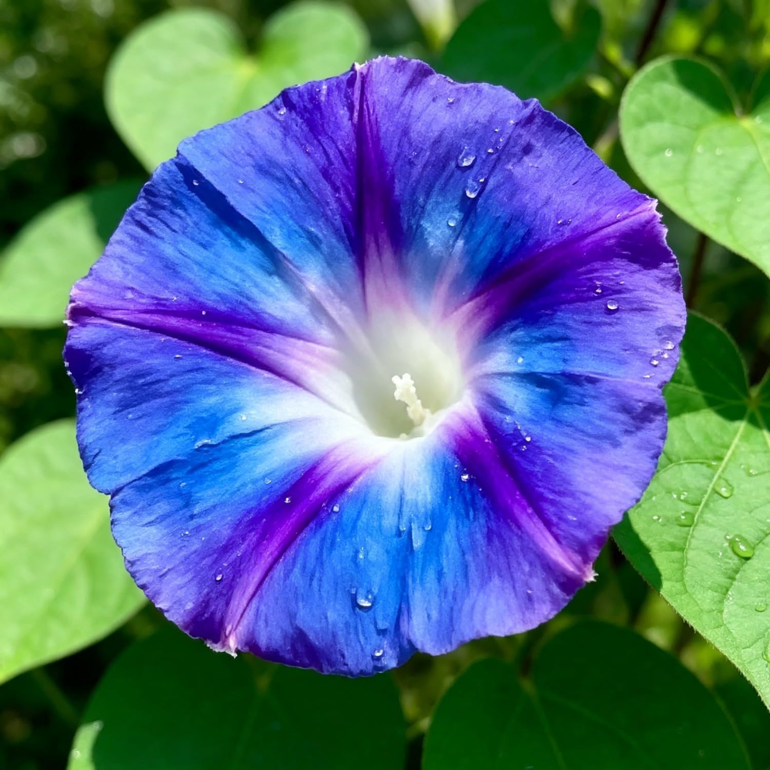 Rare Petunia Seed- Vibrant Floral Display Garden-25000pcs-B