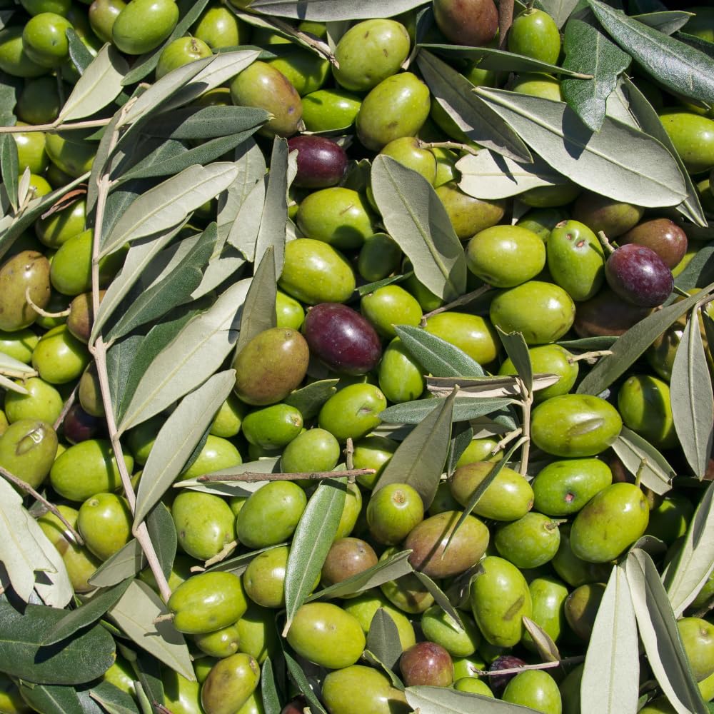 acquaverde | 24 Lattine per Olio di Oliva Extra Vergine, Latta in Nero Opaco, in Metallo, Contenitore Alimentare da 5 Litri con Doppio Tappo e Maniglia