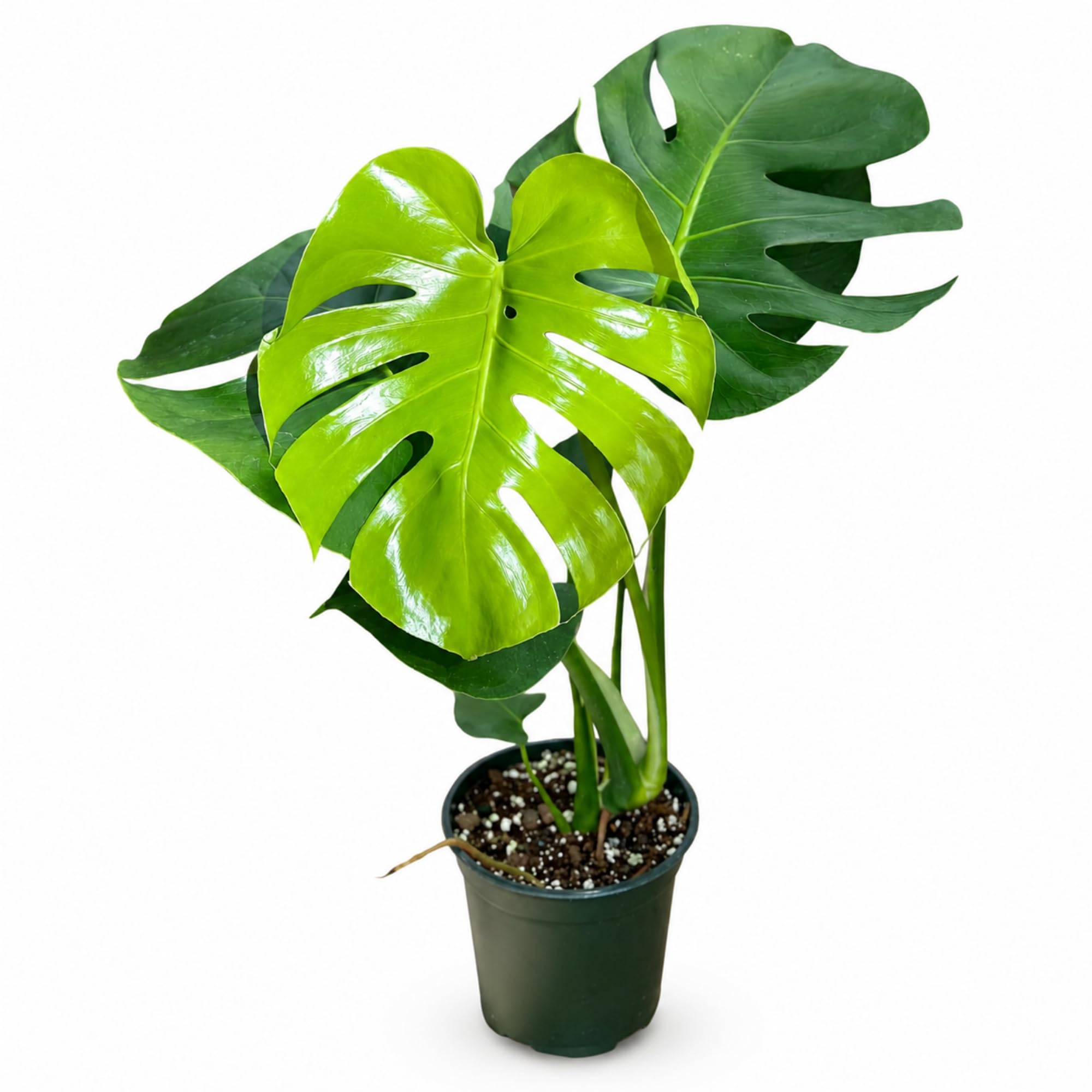 Amazon.com : NY City Succulents Monstera Deliciosa Live Plant - 4
