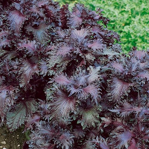 Miniatura 4 de Outsidepride 1000 semillas anuales Perilla Frutescens Planta de carne de res Semillas de jardín de hierbas para plantar