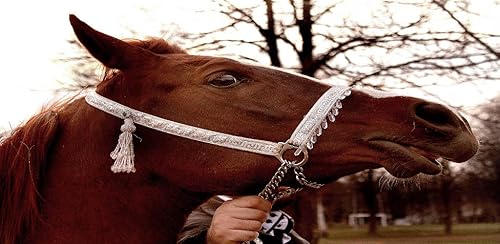 Free 100 Horses