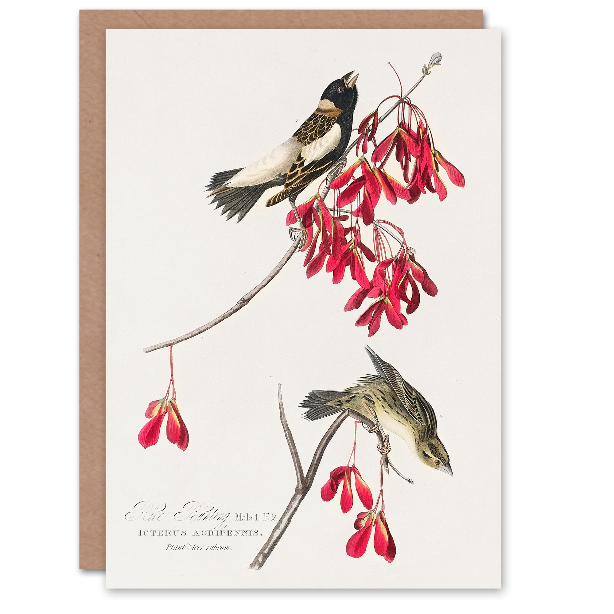 Artery8 John James Audubon Art Card Rice Birds and Maple Tree Flowers