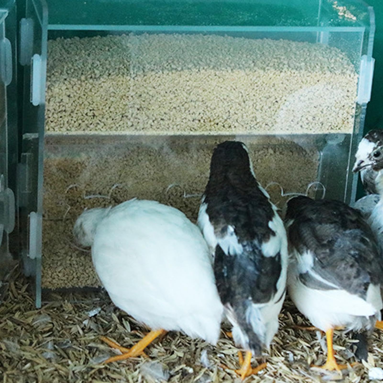Amazon | 鳥の餌箱、ウズラの餌箱, 複数の穴を持つ自動給餌容器