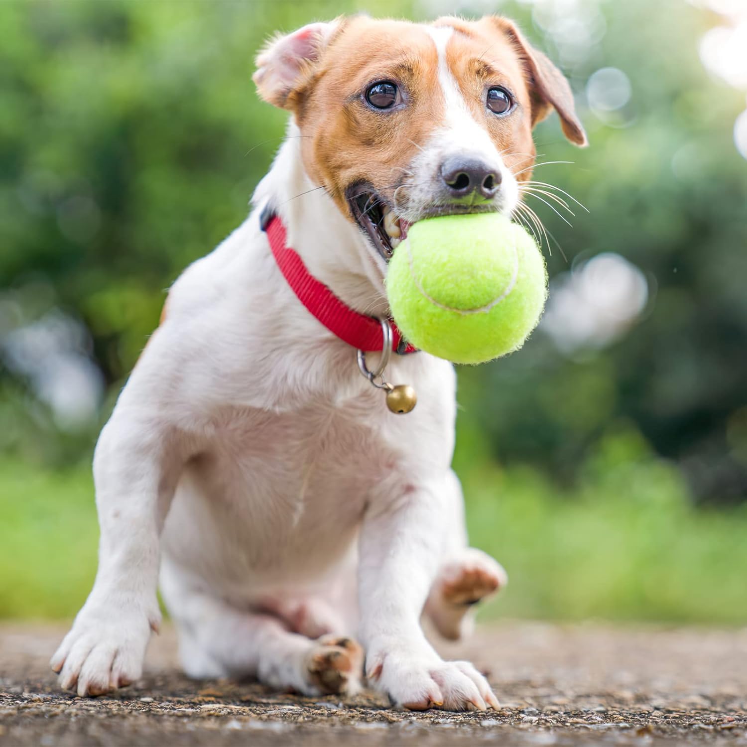 Pelotas de Tenis 6 Piezas, Multicolor, Baja Compresión, Entrenamiento para Principiantes Jóvenes Niños, para Perros