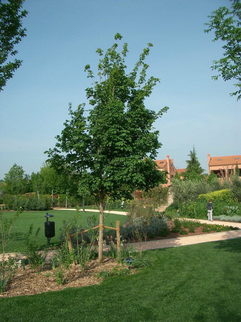 Acero campestre "Acer campestre" pianta in vaso ø18 cm h. 160/200 cm Vivaio di Castelletto