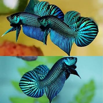 Vietnamese Wild Betta Green Mahachai 1 pair = 1 male + 1 female