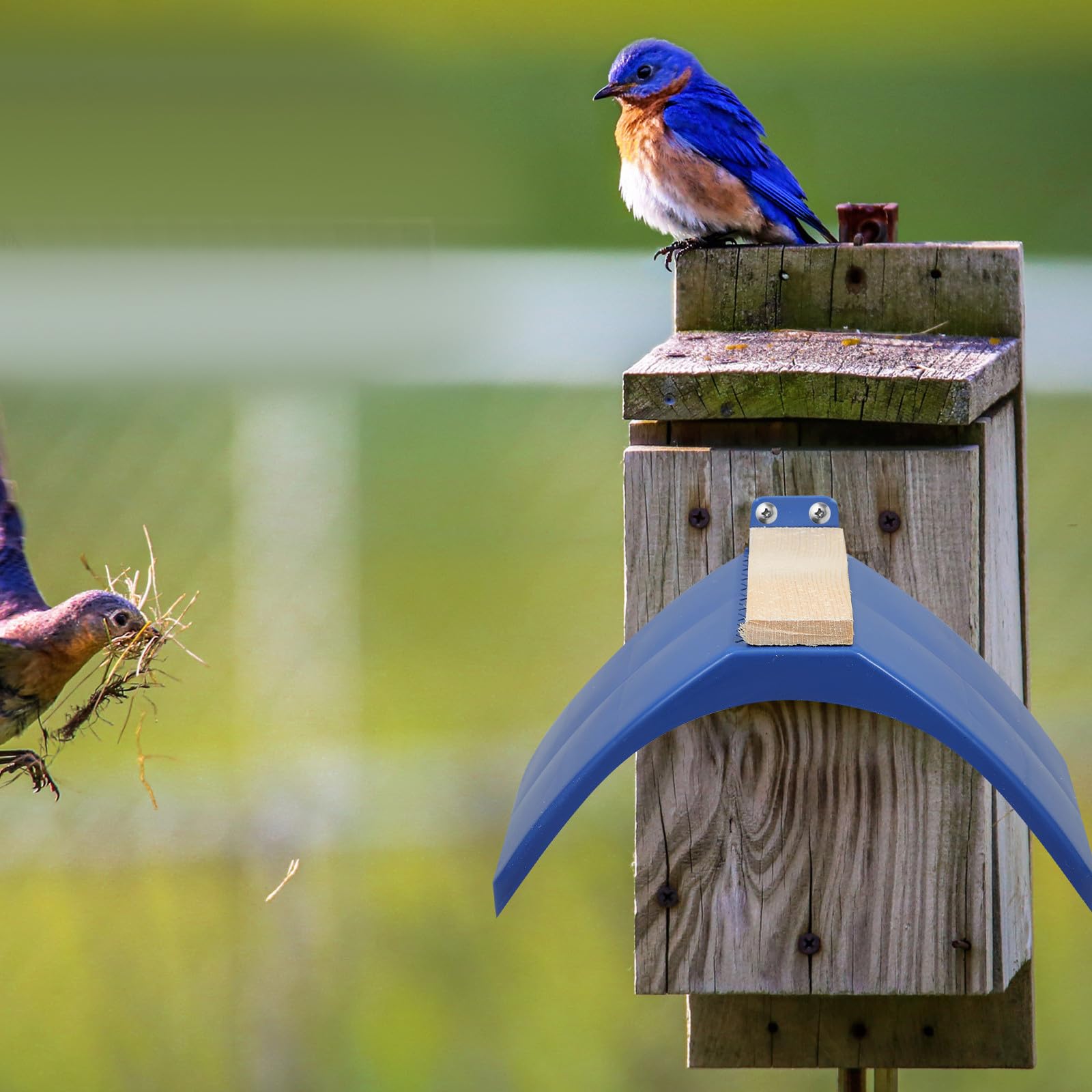 10 Piezas de Perchas de Madera y PP para Aves y Loros, Pulidas y Seguras, Ideales para Posaderos en Jaulas y Descanso Hogar