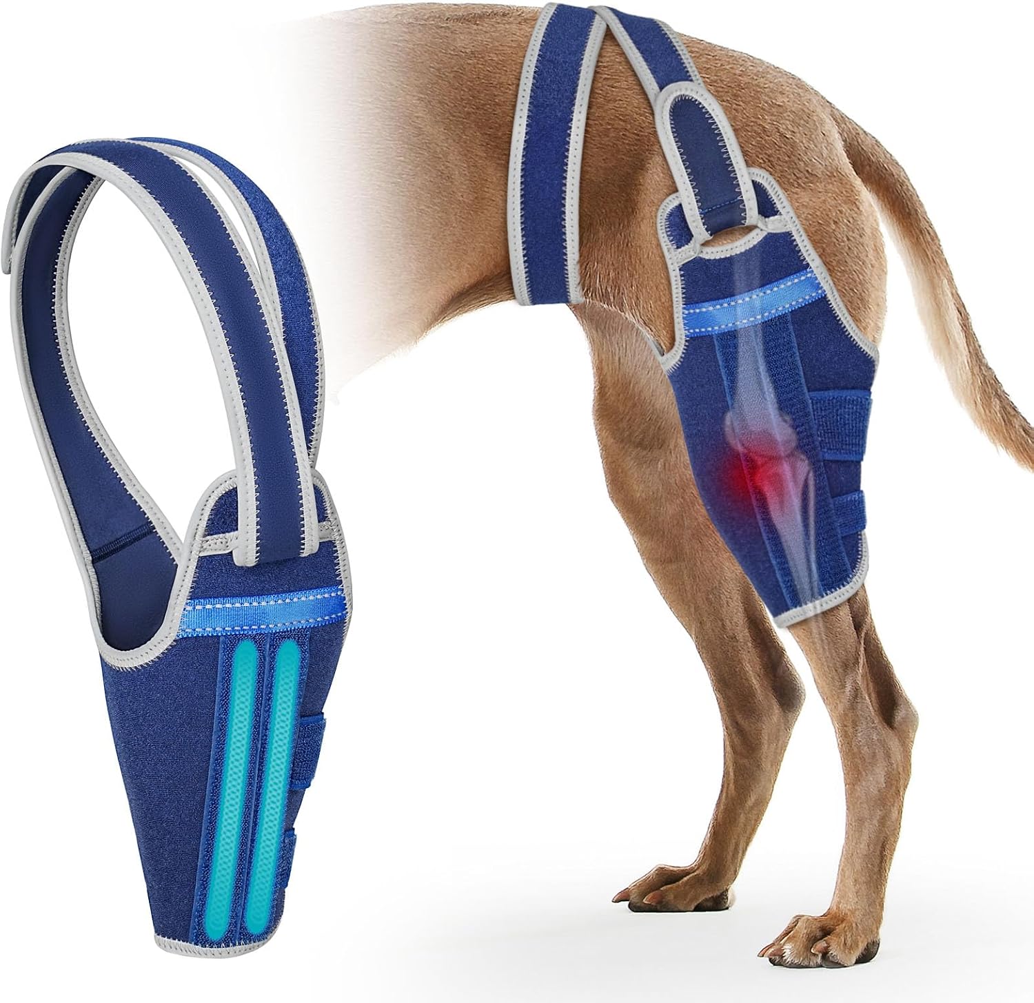 Dog Knee Brace for Torn ACL Hind Leg – Support Dog Leg Brace for Back Leg with 2 Stabilizers, Adjustable Hip Hysplasia brace to Reduce Pain Luxating Patella , Ligament Injuries, CCL (Right Leg, XL)
