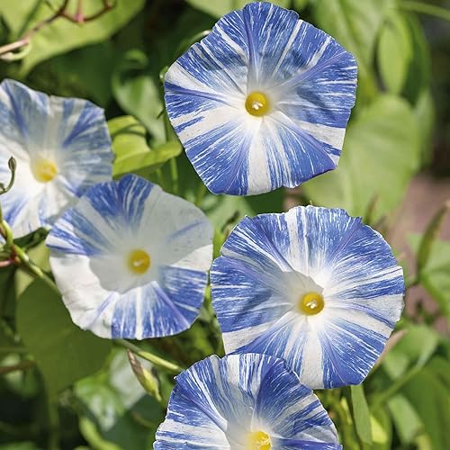 Vista 11 de Eden Brothers Morning Glory Seeds - Scarlett Ohara, semillas sin OMG para plantar, 1 onza Semillas de flores de bajo mantenimiento, plantas