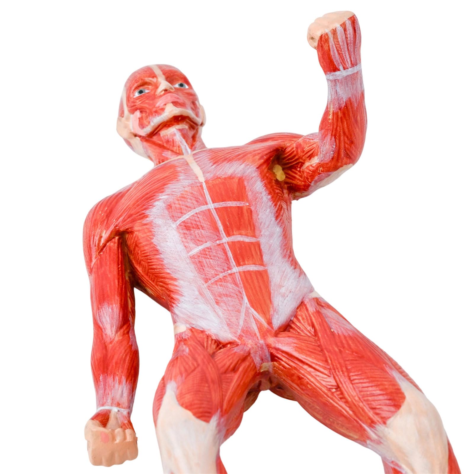 Modello completo struttura muscolare anatomia del corpo