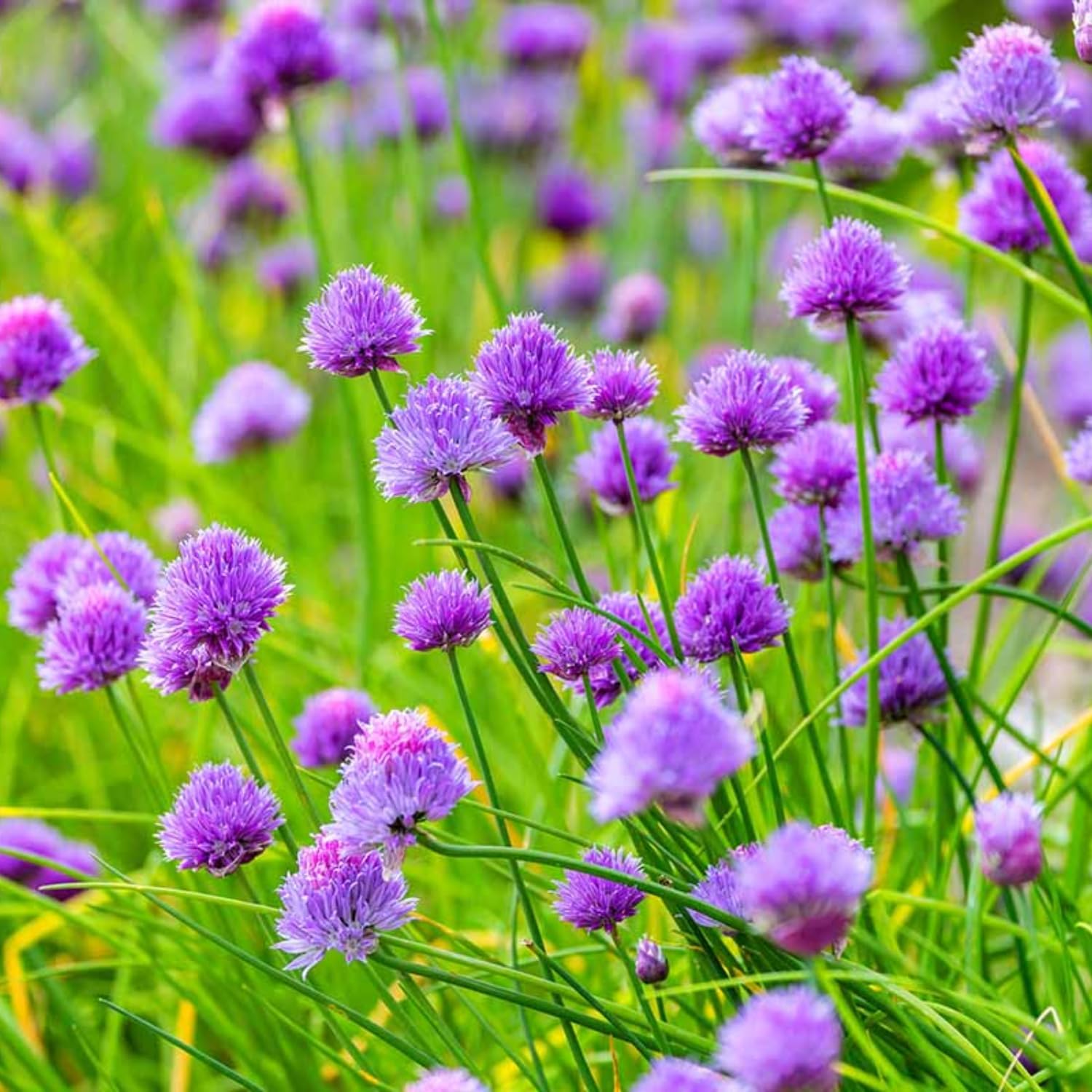 Pack of 3 Chives Plants Live, Hardy Heirloom Leeks Chives Herb, 4-8” Tall