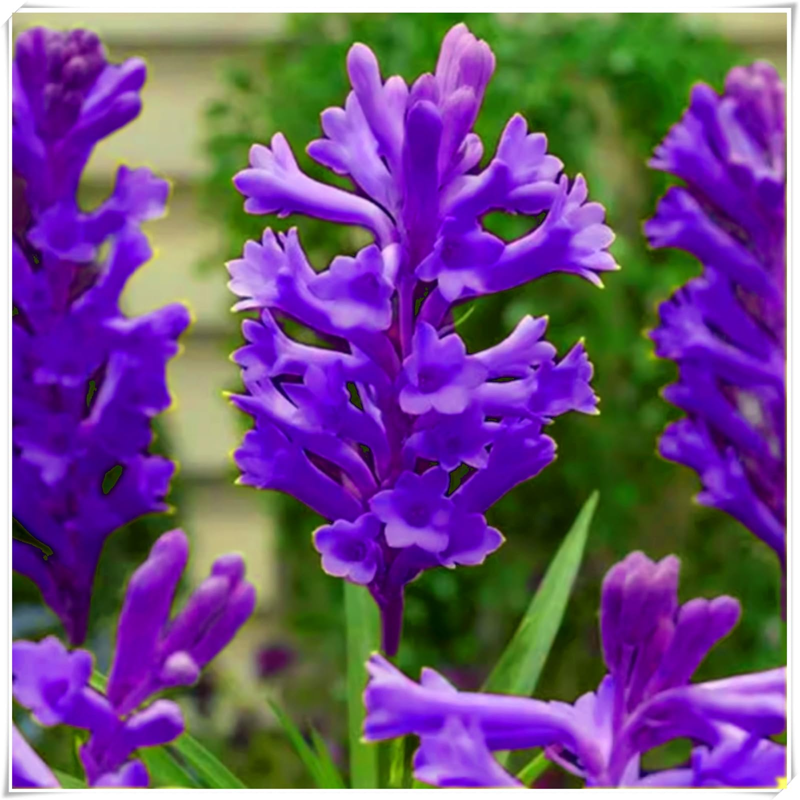 Perennial, Fragrance Tuberose Bulbs, Hardy, Professional for Beautiful Garden Displays-10 Bulbs-F — image 1