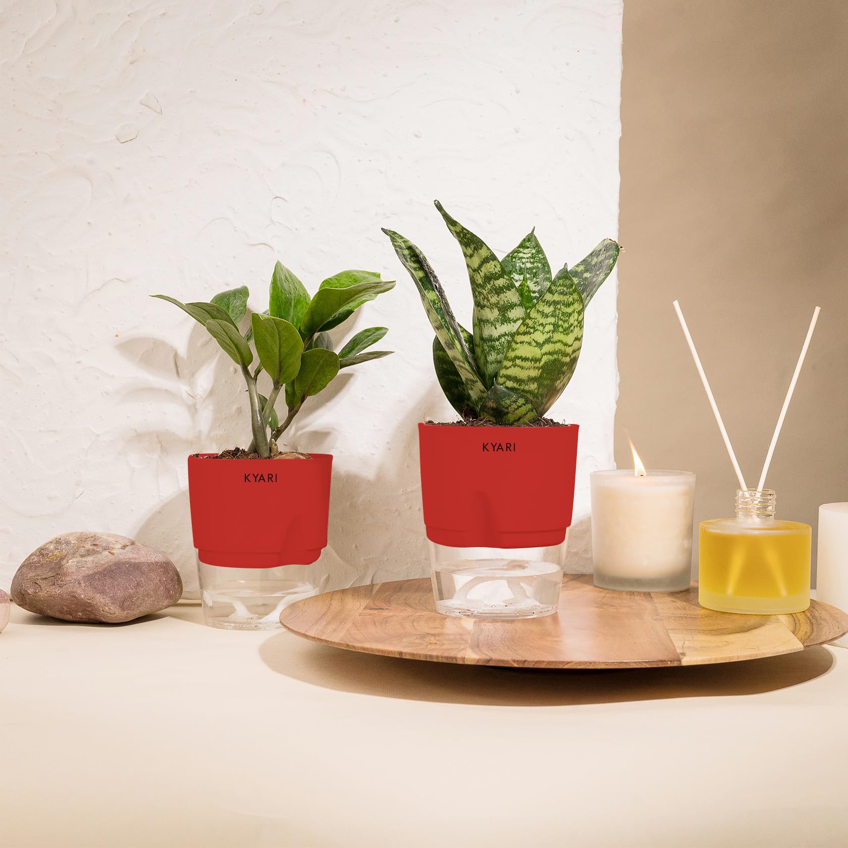 KYARI Zamia Green (ZZ)-Sansevieria Green Snake Combo of 2 Indoor Plants for Living Room | Live Plants | Plants with Red Pot for Home Air purifier plants | Plants for Home Decor | Plants for garden (B0CHYT2HYB) Amazon Price History, Amazon Price Tracker