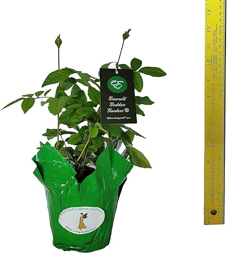 Miniatura 8 de Clotilde Soupert Rose Bush - Antigua reliquia rosa híbrida planta viva perpetua fragante doble rosa blanco Emerald Goddess Gardens Starter Sz maceta