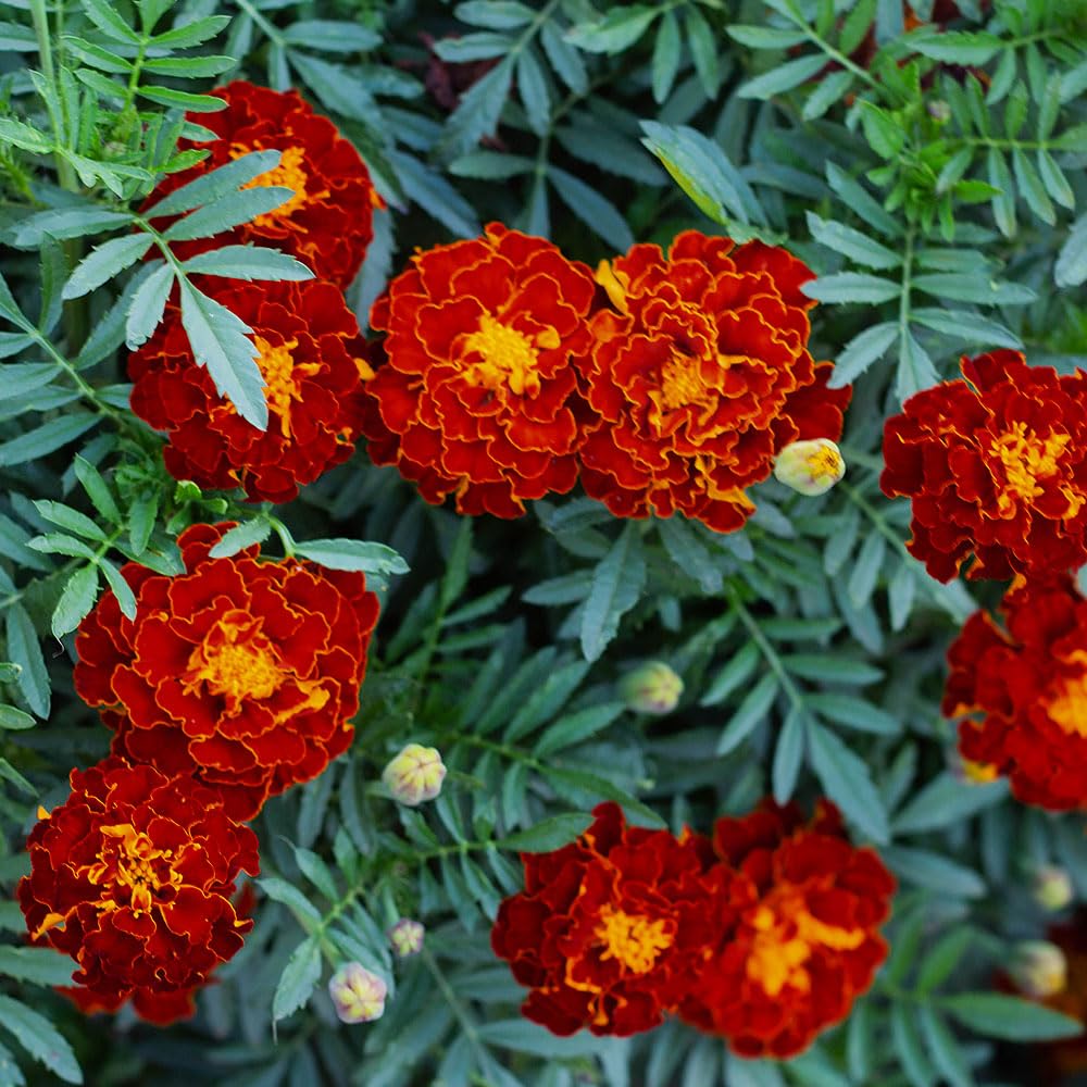 Marigold French Red Cherry Seeds – Large Vibrant Blooms for Bedding – Half Hardy Annual – for Your Beautiful Garden