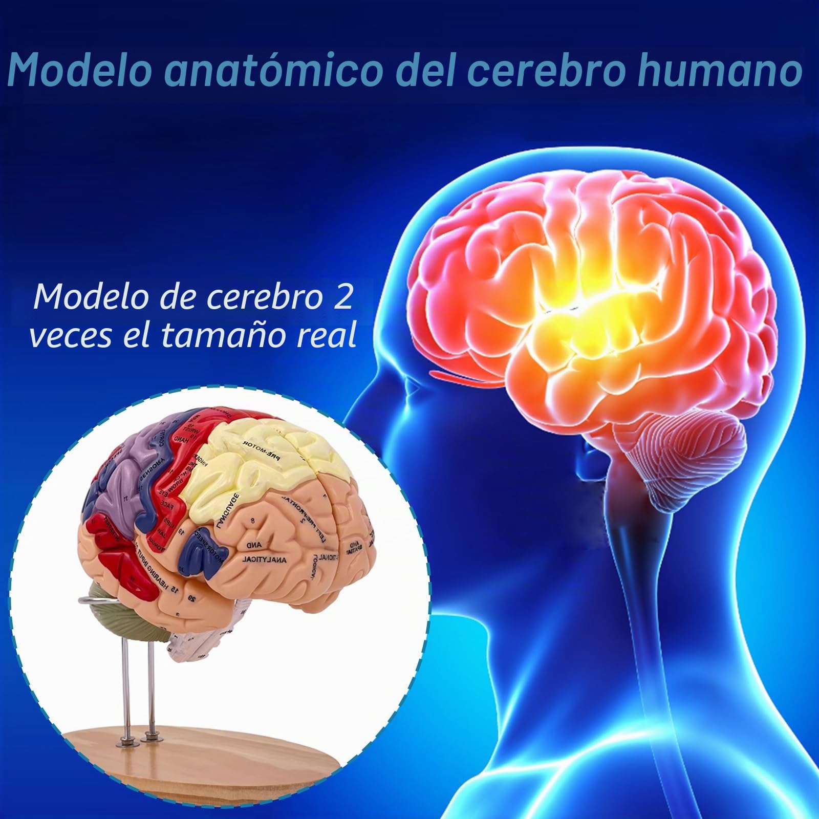 Modelo de cerebro humano, modelo anatómico de cerebro humano de tamaño real 2X para neurociencia con 4 modelos de cerebro desmontables codificados por colores para neurociencia, psicología,