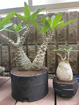 Amazon.co.jp: 特大2頭 パキポディウム マカイエンセ かみ山鉢付き