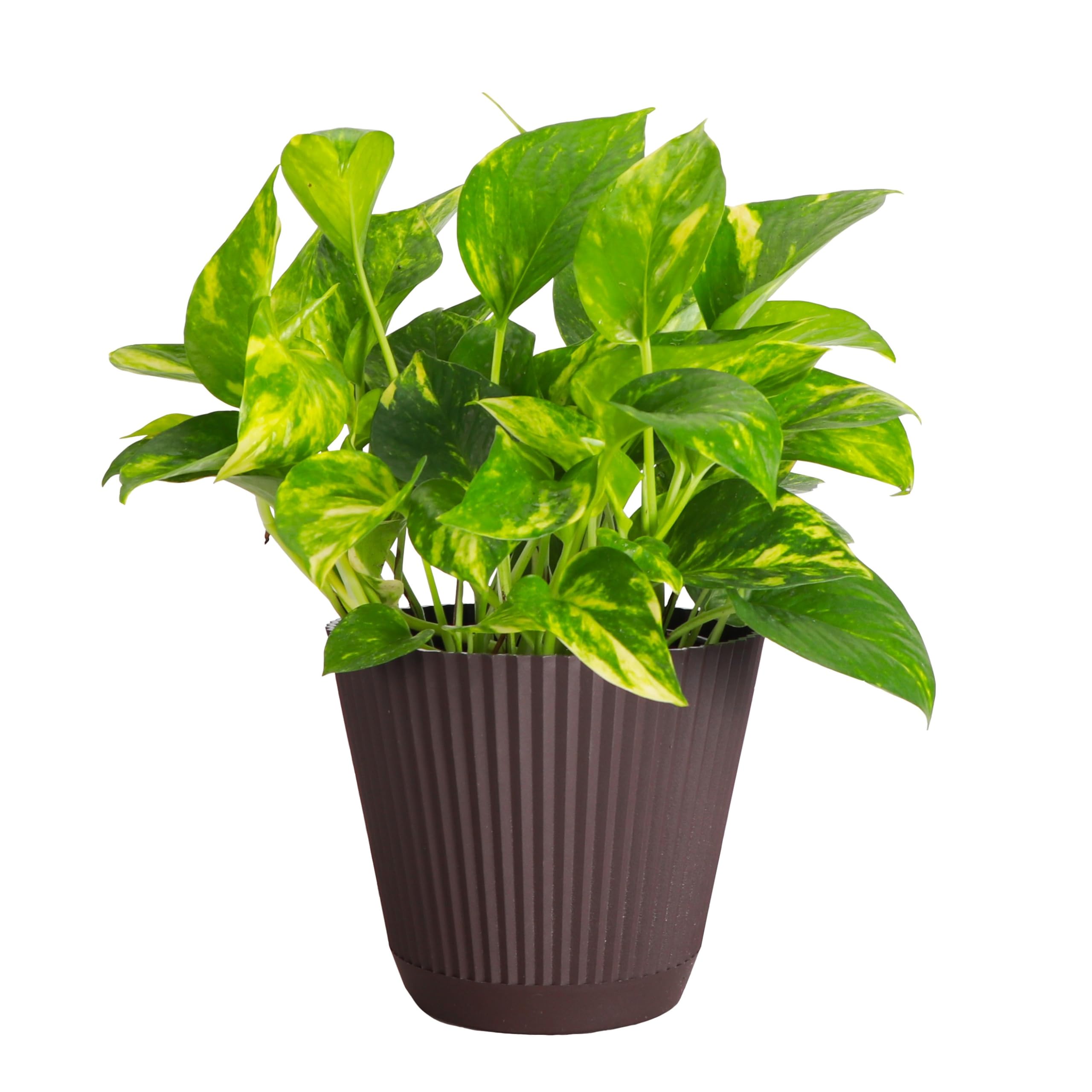 Thorsen's Greenhouse Golden Pothos, Live Indoor Vining Plant, Chocolate, 6-inch Pot