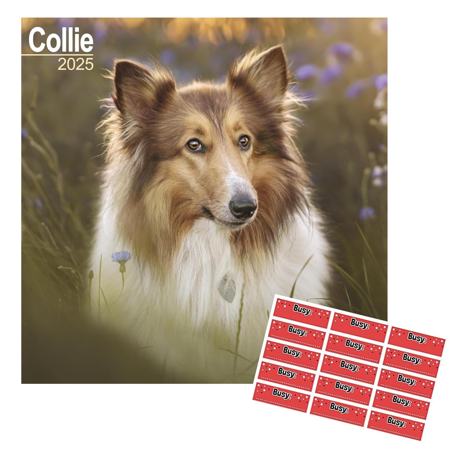Avonside Collie 2027 Square Calendar with Organisational Stickers