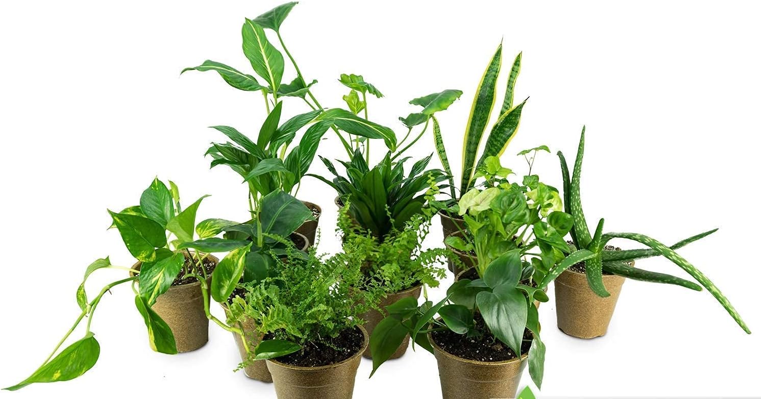 Clean AIR Houseplant Multi-Pack Gift Collection with Eco-Friendly Rice Hull Pots (3 Plants)
