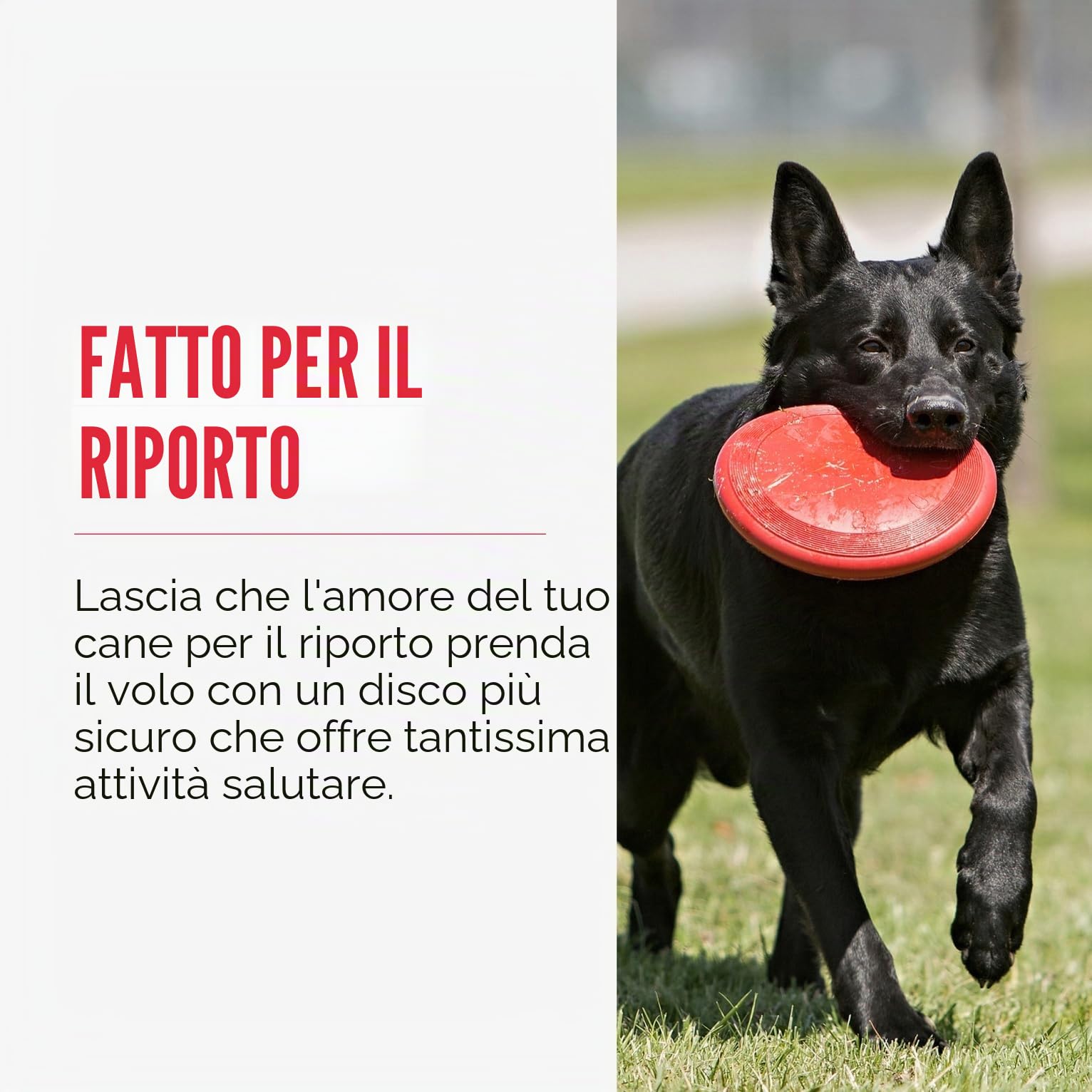 KONG Flyer Giocattolo Per Cani Resistente Disco Volante In Gomma Naturale Per Cani Di Taglia Media/Grande