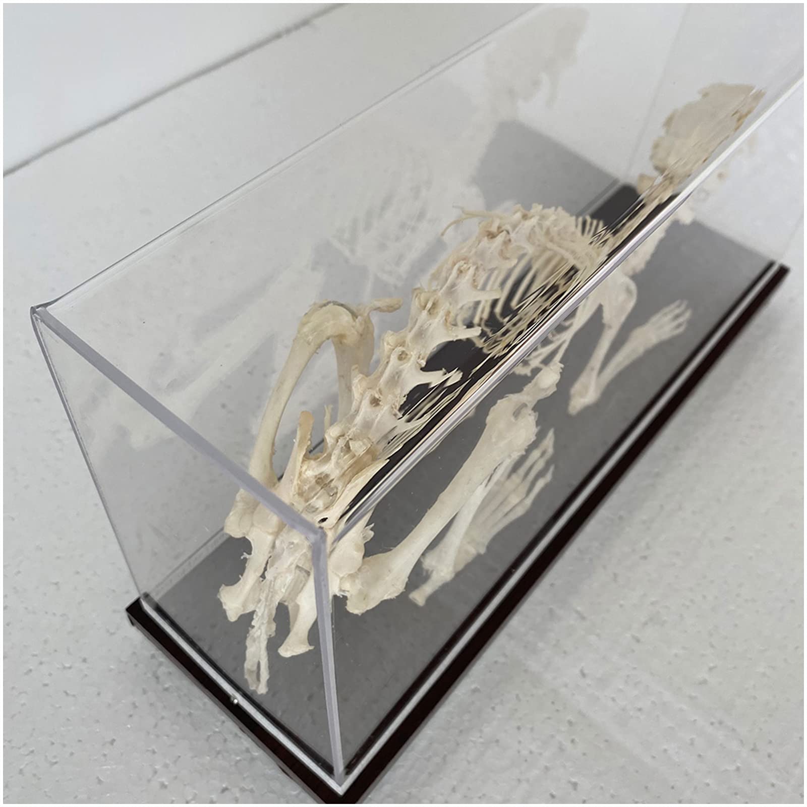 Modèle De Squelette De Lapin - Modèle Anatomique De Squelette D'animal - Pour L'enseignement De Démonstration Vétérinaire - Modèle D'étude D'enseignement Physique