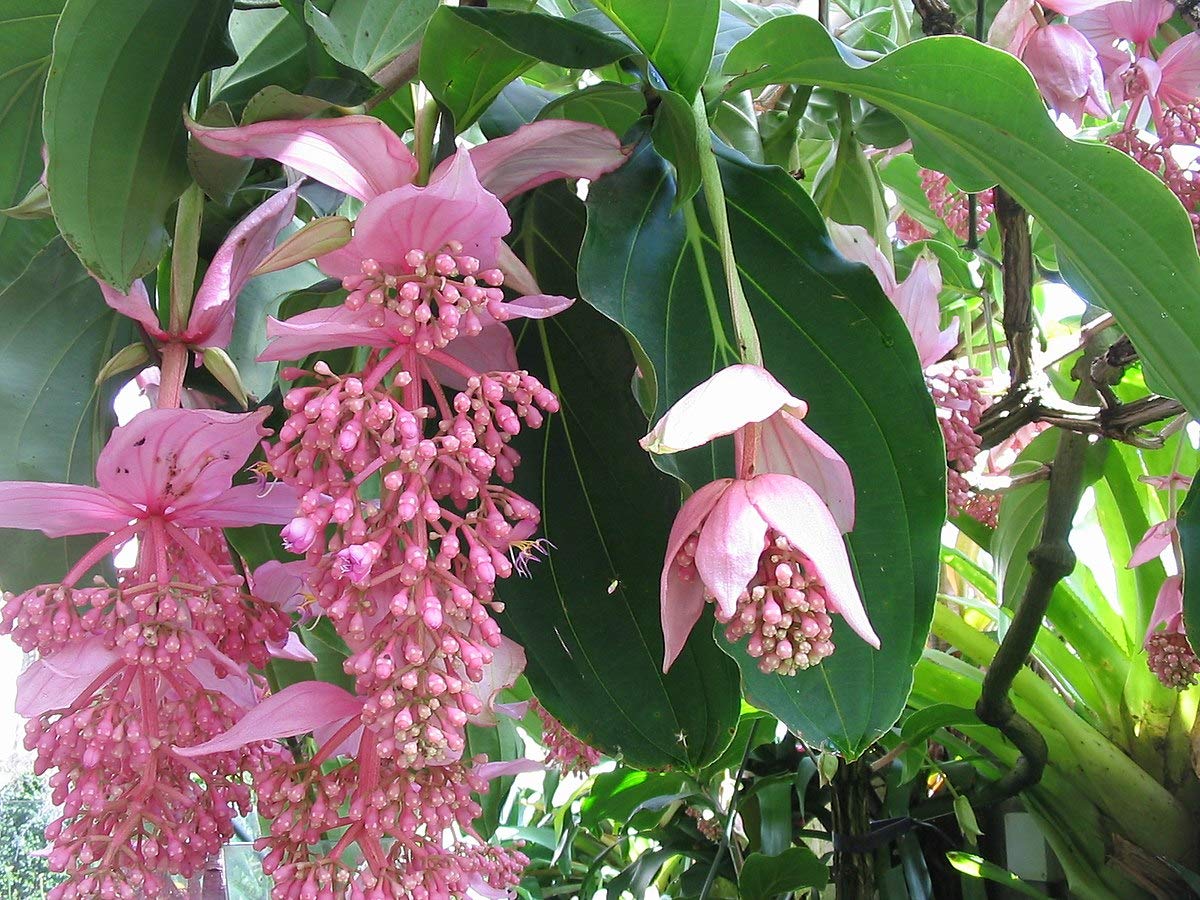 Athidhi Garden Medinilla Flower Medinilla Magnifica (Flamingo Pink) Live Plant (B0B5Y5756C) Amazon Price History, Amazon Price Tracker