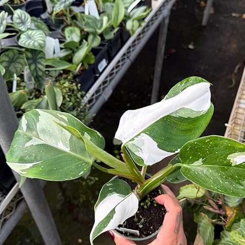 Miniatura 7 de Philodendron Plant Prince of Orange - Planta viva de 3 pulgadas, adornos para plantas de interior, plantas perennes, cultivo de jardín, puede crecer