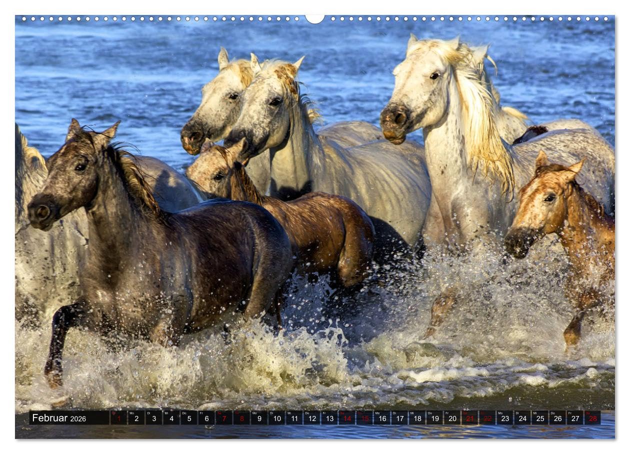 Pferde - wild und ungezähmt (Wandkalender 2026 DIN A2 quer), CALVENDO Monatskalender: Traumhafte Bilder frei lebender Pferderassen in ursprünglichen Naturlandschaften (CALVENDO Tiere)