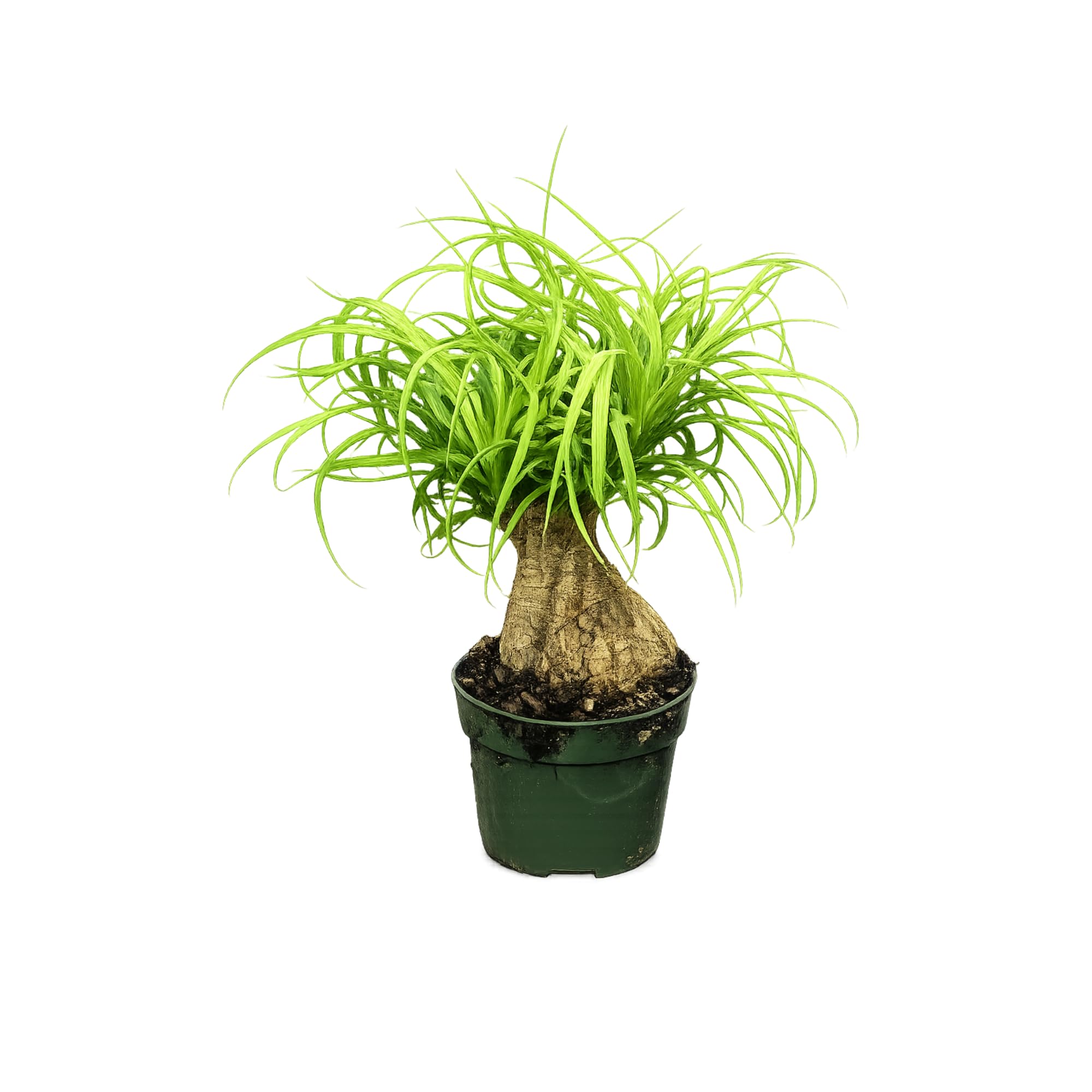 United Nursery Ponytail Palm