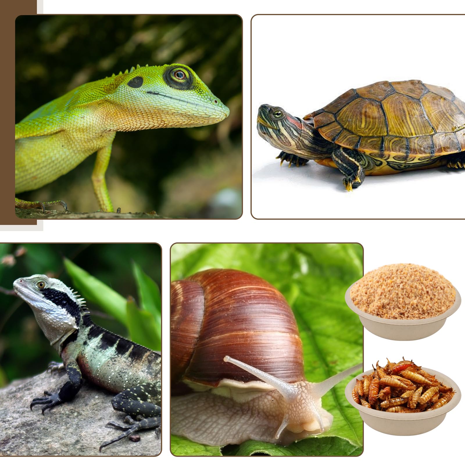 Futter- und Wasserbecher für kleine Geckos, Eidechsen, Spinnen, Reptilien, Futter- und Wasserbecher, 28 ml, 400 Stück
