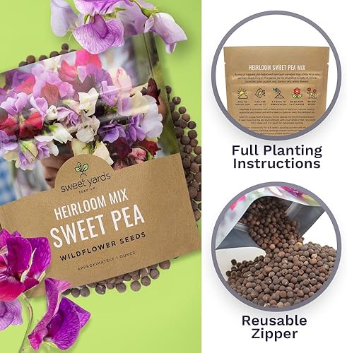 Miniatura 5 de Sweet Pea Seeds Heirloom Mix  Paquete a granel de 1 onza  Más de 350 semillas  Flores grandes fragantes de lavanda, morado, rojo, rosa y blanco