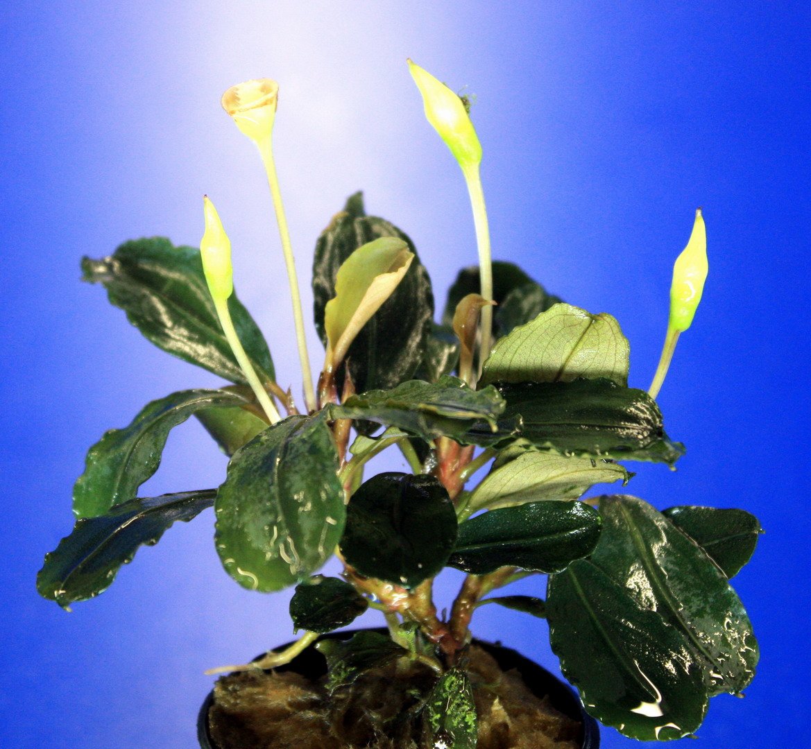 Bucephalandra 'Theia Green Blue' in Pot ***RARITÄT*** : Amazon.de