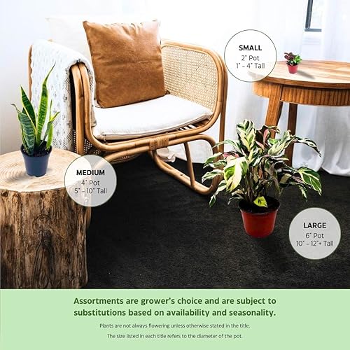 Miniatura 3 de BubbleBlooms Cryptanthus Bivittatus en una maceta de 2 pulgadas, pequeña planta pequeña de Pixie, rosa brillante