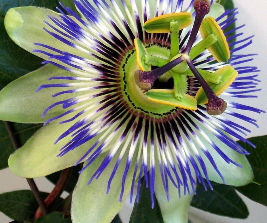 Passion flower "Cavaliers star" liana Flower perennials