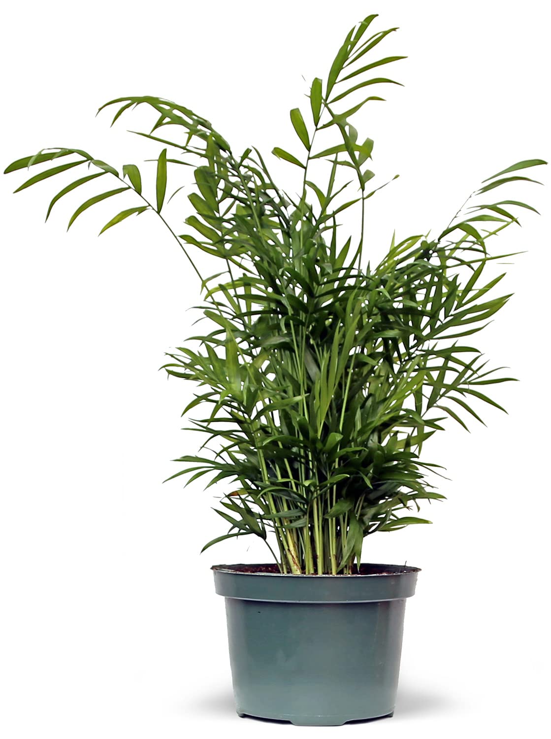 Amazon.com : Live Palm Chamaedorea Elegans, Parlor Palm, Large Palm  Houseplant, Father's Day Gift, Christmas Gift, Evergreen Indoor Potted  Plant in 6" Pot : Patio, Lawn & Garden