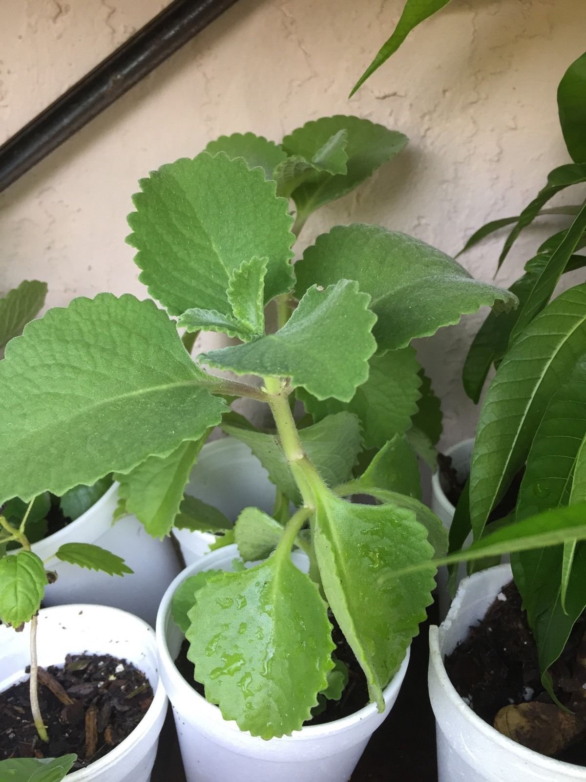 White_ cloud18Cuban Oregano,Oregano brujo,Spanish thyme,Mexican thyme-live Plant 6"