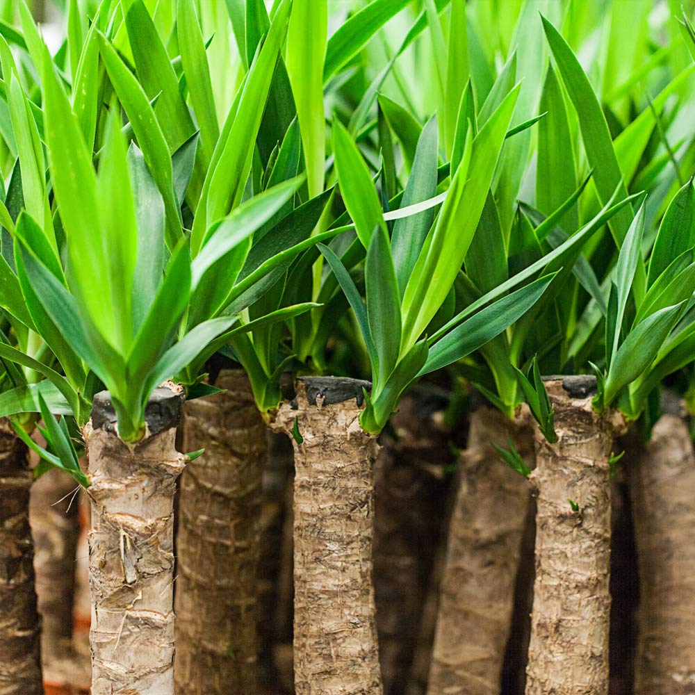 Buy Large Yucca House Plant Easy to Grow and Undemanding Spineless Yucca, Long Lasting, 1 x