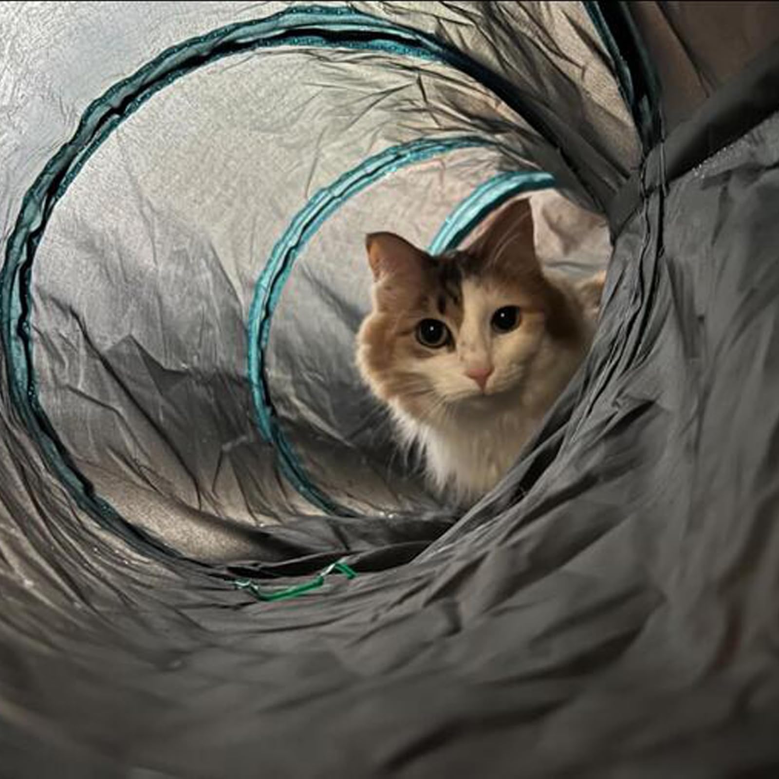 Bemodst Túnel para Gatos, 2 vías/3 vías/4 vías/5 vías, Plegable, Juguete para Gatos, Juguete Interactivo para casa de Laberinto para Conejos pequeños, Cachorros, Hurones, cobayas (5 vías)