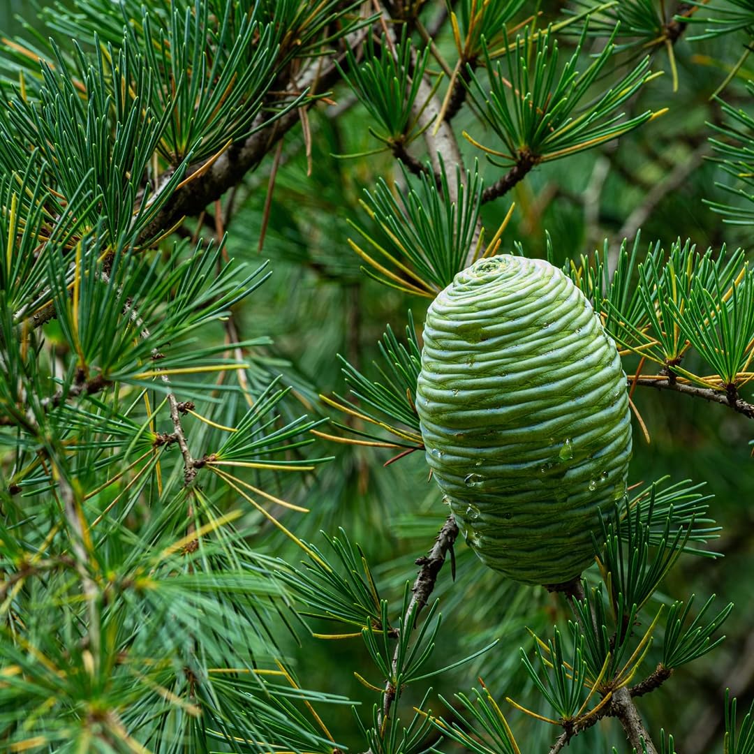 Cedro dell'Himalaya "Cedrus deodara" pianta in vaso 8x8 cm Vivaio di Castelletto