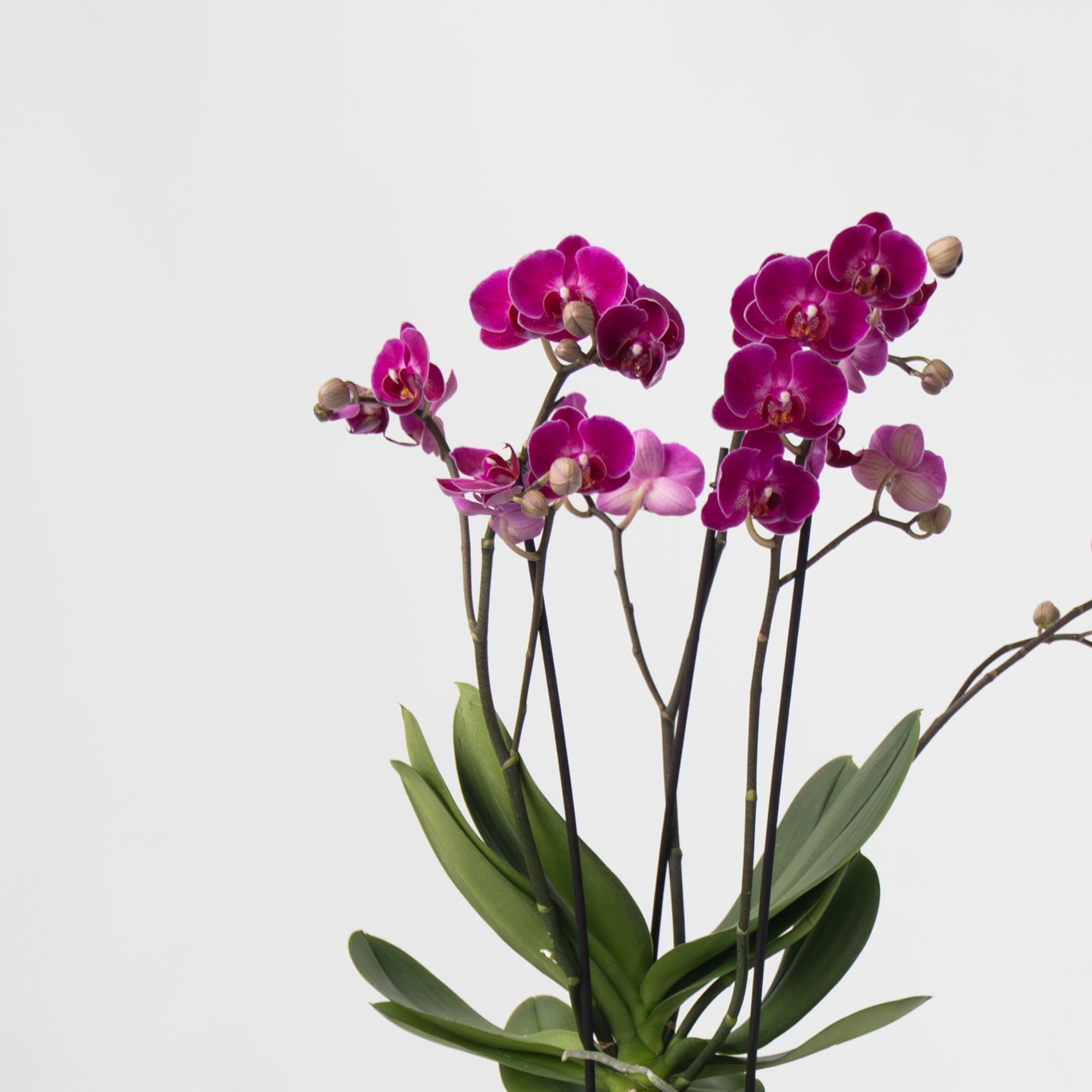 Plant in a Box - Orchidée Phalaenopsis - Lot de 3 - Phalaenopsis Multiflora - Hauteur 35-45cm - Pot 12cm - Plante d’intérieur fleurie - Compatible avec les chats