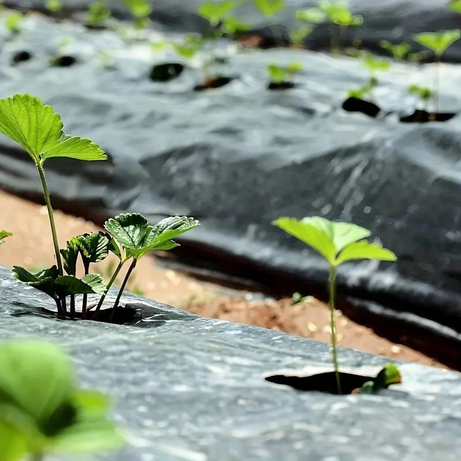 ESTO Toile de paillage sans trou, différentes mesures jusqu'à 1000 mètres, bâche noire en film de paillage élastique tissée anti-mauvaises herbes 100 cm/100 m