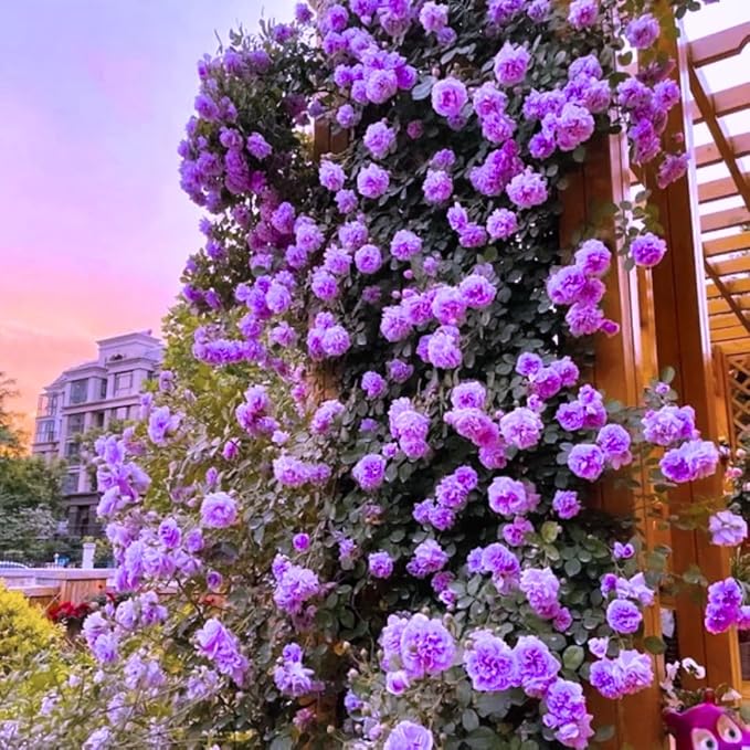 Amazon.com : 6 Months Old Climbing Rose Live Plant, Well Rooted 5-9 ...