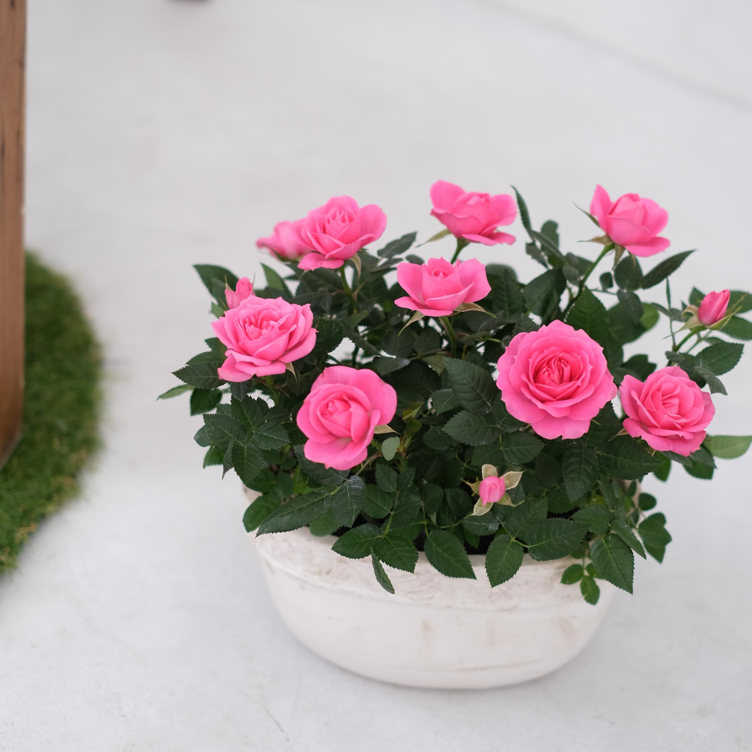 Amazon｜ミニバラ バラ 鉢植え プレゼント 誕生日 結婚記念日 母 祖母