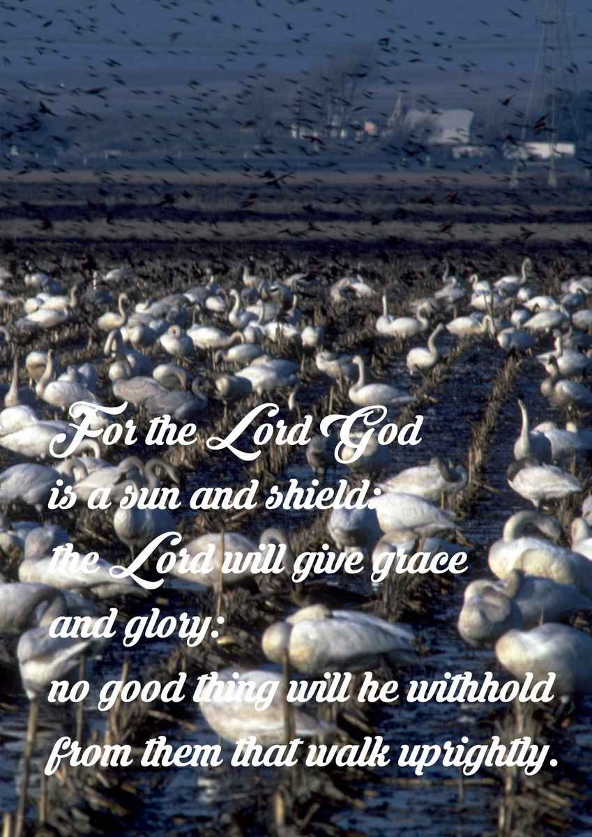 Bible Quote Verse - For the priest's lips should keep knowledge, and they should seek the law at his mout - A4 Photo Print