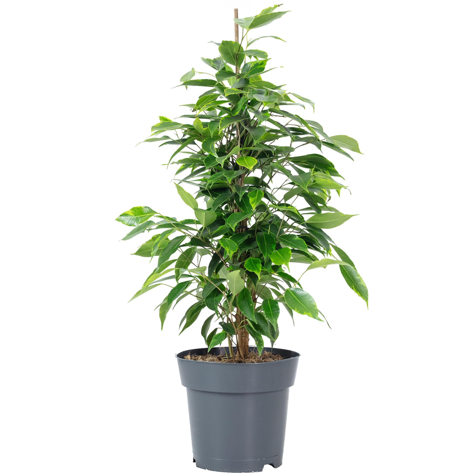 Birkenfeige 'Forever' - pflegeleichte Zimmerpflanze, Ficus benjamini - Hhe  ca. 75 cm, Topf- 17 cm : Amazon.de: Garten