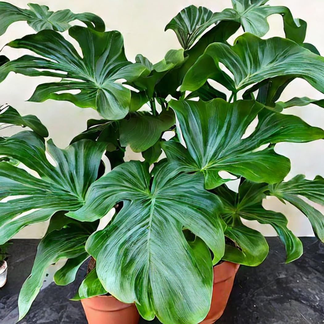 Philodendron Hope Tropical Indoor Aroid House Plant Seeds - 25 Rare Seeds