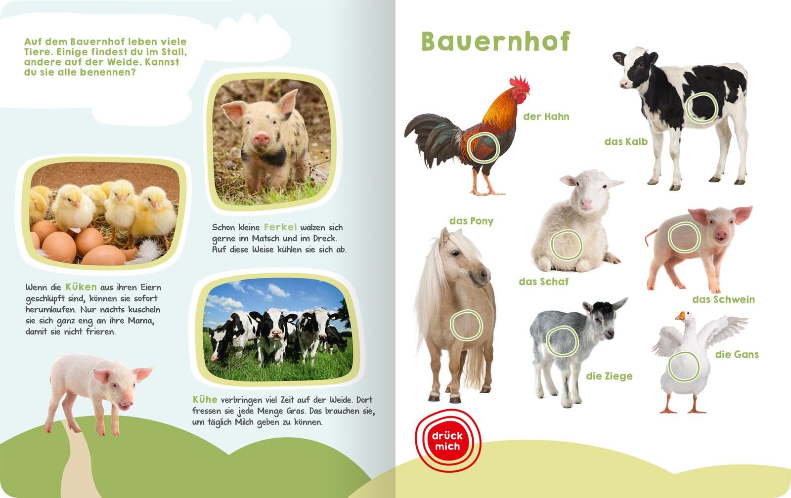 Mein großes Buch der Tiergeräusche: Mit 50 Sounds | Hochwertiges Soundbuch mit realistischen Tierstimmen für Kinder ab 2 Jahren