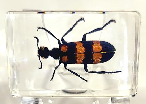 Miniatura 323 de Escarabajo de algodoncillo azul cobalto real de 1.732 in en espécimen de resina de lucita cristalina, insectos, insectos preservados, colección