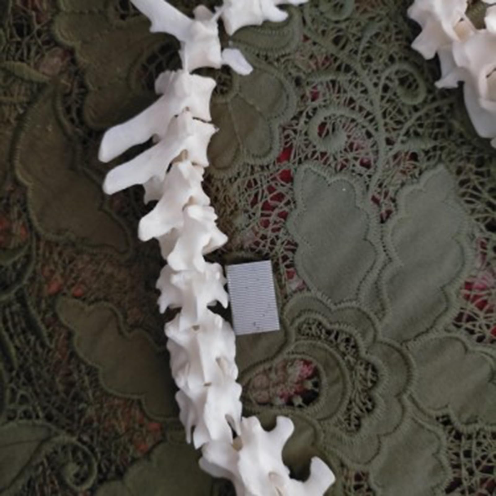 Modelo de Hueso de Esqueleto de Esqueleto de Perro Anatómico Canino Decoración de Hueso de Esqueleto de Animal para exhibición Laboratorio Enseñar Veterinaria